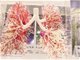 利兹大学研究发现Nature:Piezo1基因发出指令指导新血管结构形成